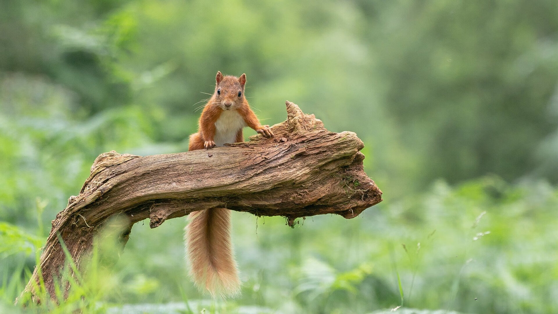 mk体育官网-“挥拍如风,壁球挑战极限!高新区全民健身馆迎来速度与耐力之战”