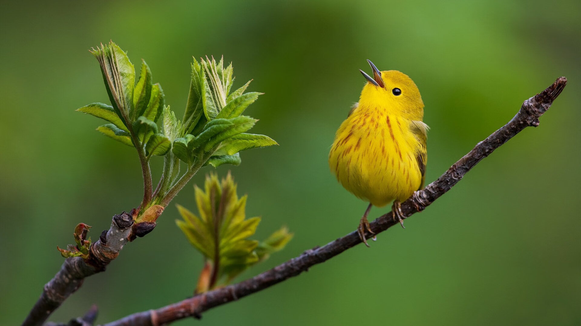 mk体育下载-数据揭示:美选手滑行略长但转身略慢,美国滑手nyjah