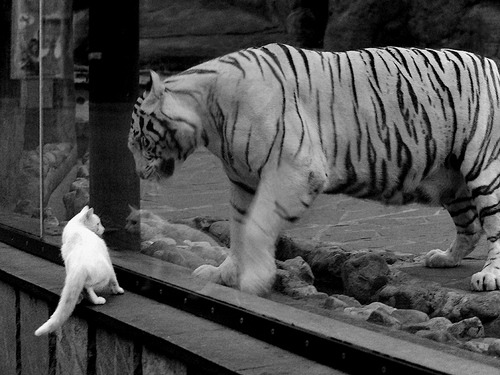 mk体育全站-新加坡队赛制评估:如何根据赛制特点调整技战术配合,新加坡赛制注重什么