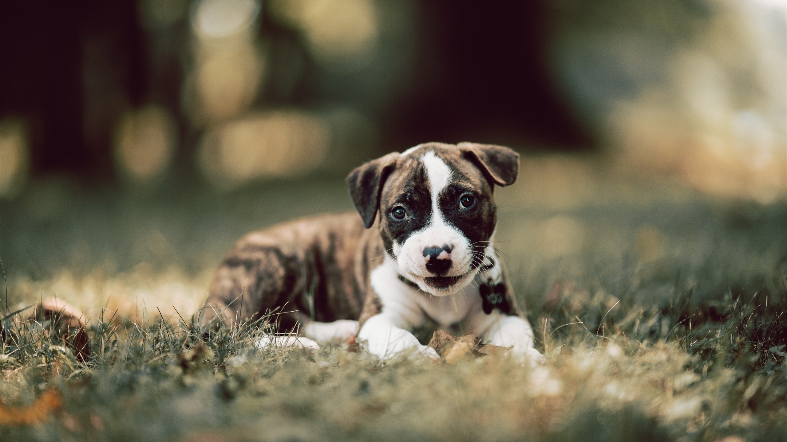 mk体育平台登录入口-“亚戈·卡尔曼:阿根廷美洲狮队的技术先锋,未来可期”