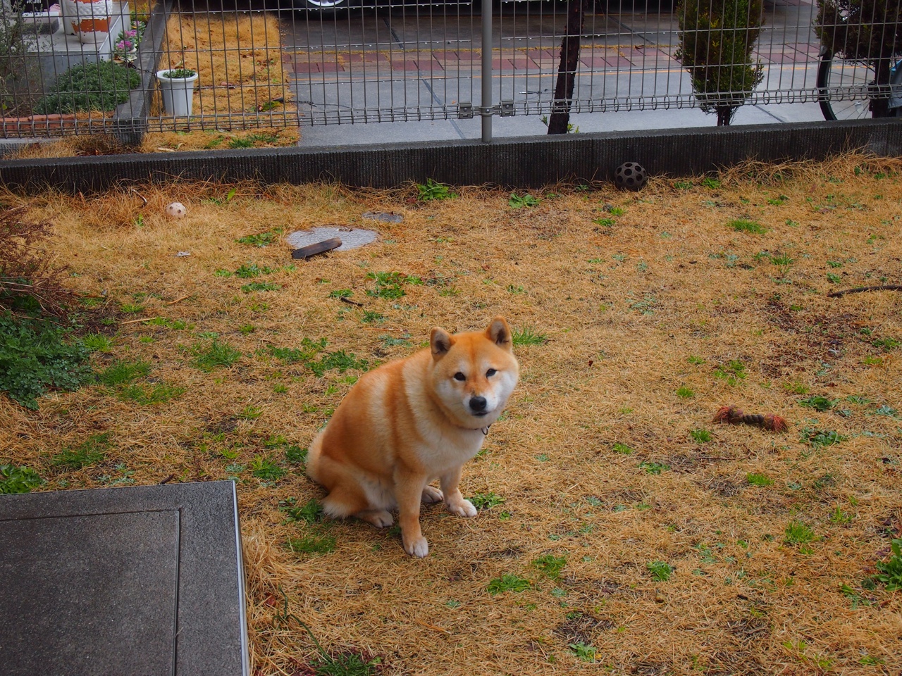 mk体育网址-“萨尔·巴赫如何与南非羚羊队一起重塑橄榄球文化”