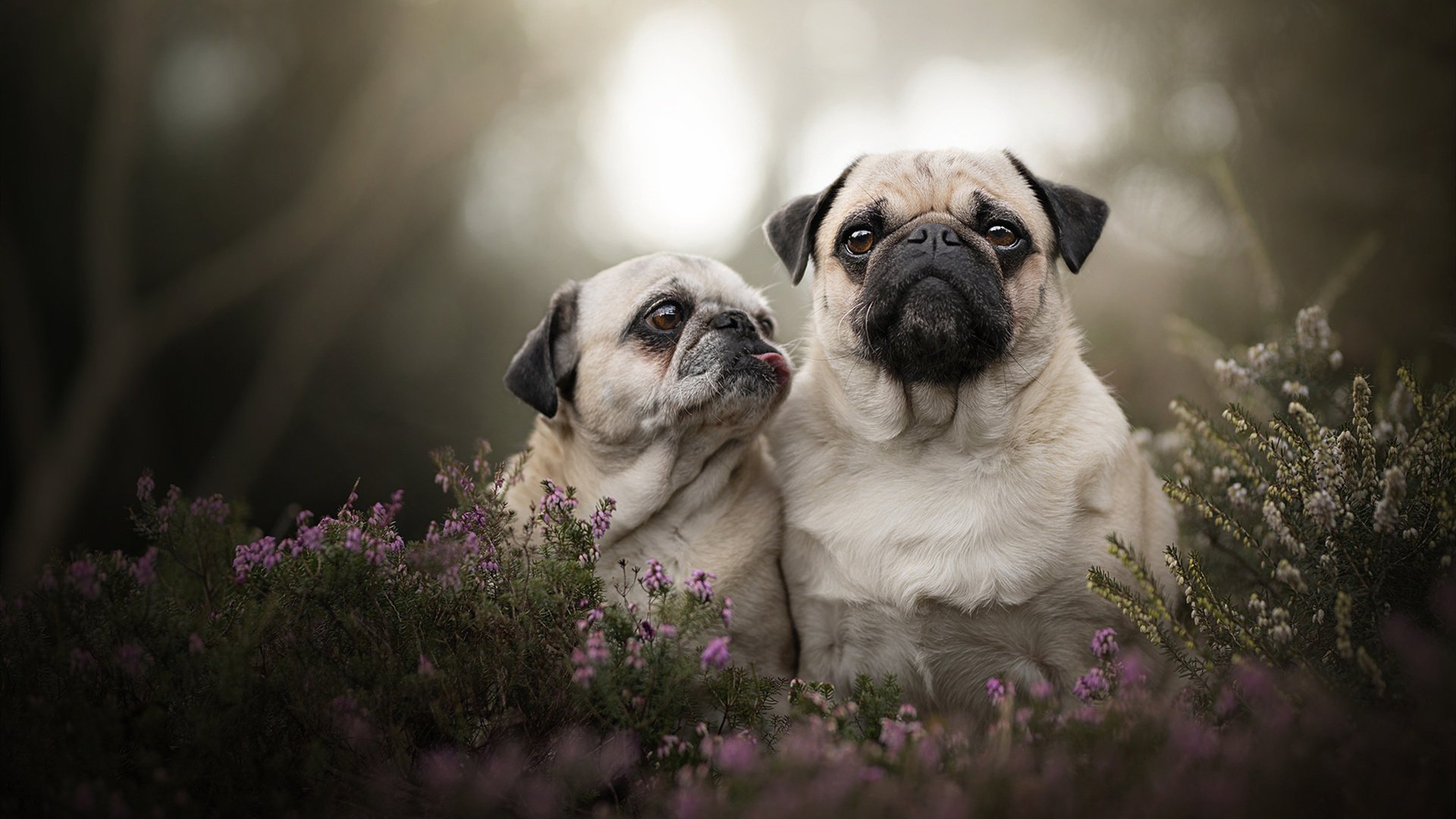 mk体育app-世界杯逆转大戏：英雄再现，奇迹归来！，世界杯瞬间